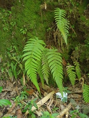 Sphaerostephanos appendiculatus