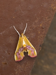 Agathodes ostentalis