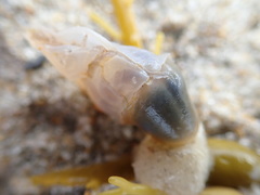Dosima fascicularis