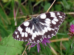 Melanargia galathea