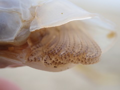 Dosima fascicularis
