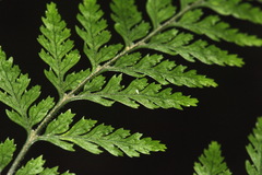 Parapolystichum microsorum pentangulare