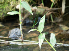 Neurobasis chinensis