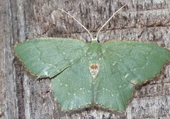 Chloropteryx tepperaria