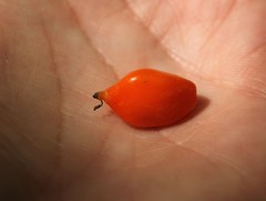 Prosartes smithii