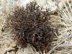 Cetraria steppae