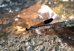 Heliocypha perforata