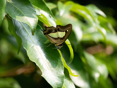 Polyura athamas