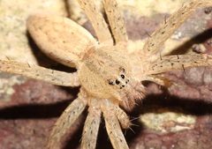 Dolomedes sulfureus