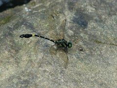 Lamelligomphus