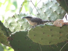 Campylorhynchus