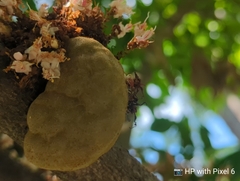 Cynometra cauliflora