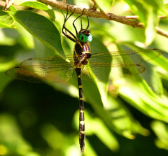 Macromia pacifica × taeniolata