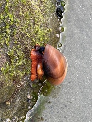 Norrisia