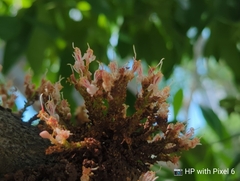 Cynometra cauliflora