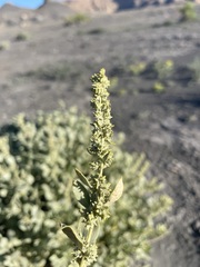 Atriplex gardneri
