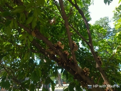 Cynometra cauliflora