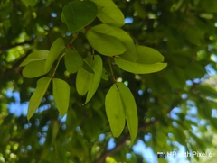 Cynometra cauliflora
