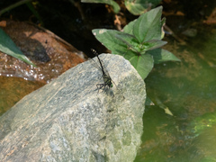 Burmagomphus vermicularis