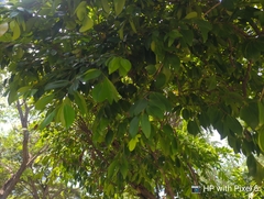 Cynometra cauliflora