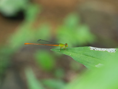 Ceriagrion auranticum