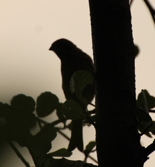 Carpodacus erythrinus