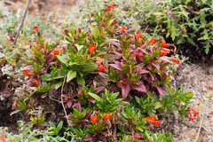 Diplacus parviflorus