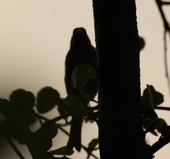Carpodacus erythrinus