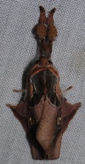 Desmoloma signata