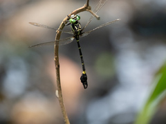 Lamelligomphus