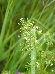 Aceria galiobia