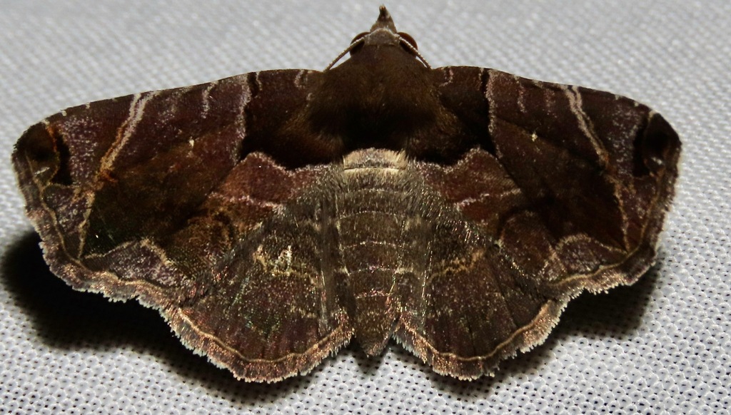 Tyrissa siaha