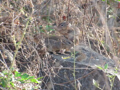 Notocitellus adocetus