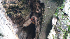 Vespa crabro