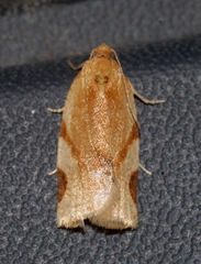 Paramesia gnomana