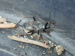 Eremocoris semicinctus