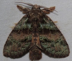 Farigia