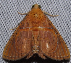 Eulepidotis bourgaulti