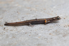 Batrachoseps pacificus
