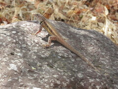 Sceloporus nelsoni