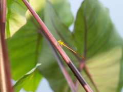 Ceriagrion auranticum