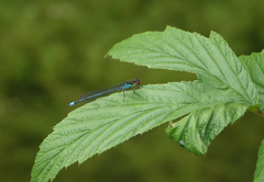 Erythromma najas najas