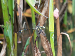 Ictinogomphus pertinax