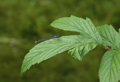Erythromma najas najas