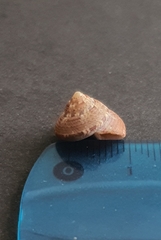 Calliostoma zizyphinum