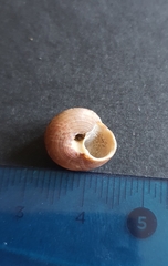 Calliostoma zizyphinum