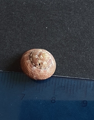 Calliostoma zizyphinum