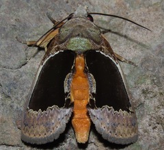 Gonodonta indentata