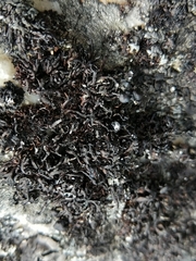 Cornicularia normoerica