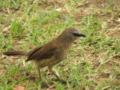 Turdoides hartlaubii